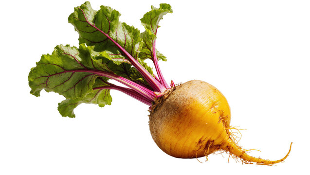 Isolated fresh golden beet with vibrant green and purple leaves, healthy organic vegetable