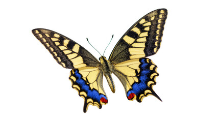 Naklejka premium Isolated elegant swallowtail butterfly showing vibrant yellow, black, blue, and red wing patterns