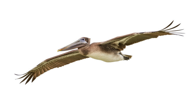 Isolated brown pelican flying with wings outstretched, graceful water bird in dynamic motion
