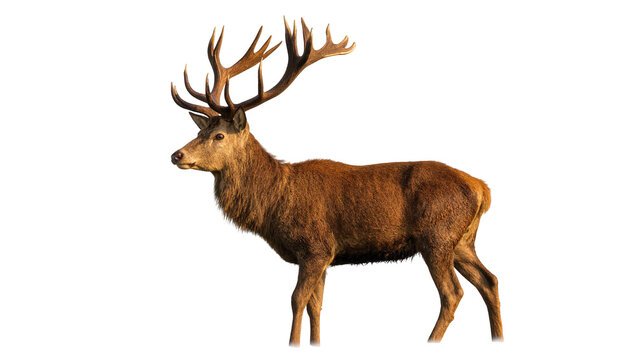 Isolated powerful red deer stag with large antlers, profile view of a majestic animal