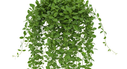 Lush green hanging plant with small leaves