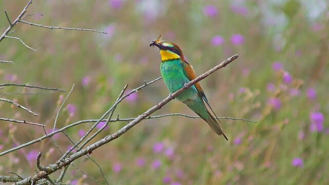 European Bee-eater Holding Insect on Tree Branch, Colorful Bird Preparing Food for Mate or Chicks Near Nest Colony, 4K