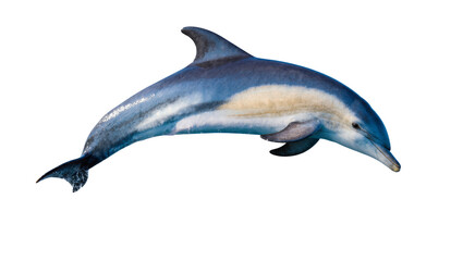 Isolated majestic ocean dolphin, a beautiful marine mammal gracefully leaping through water © Isabel