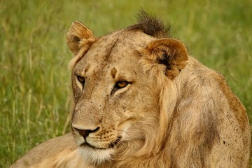 Obraz premium Lion peering through bush in golden evening light in African savanna