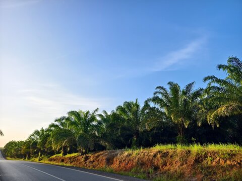 sky view with palm trees