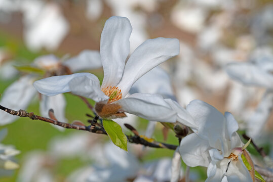 Wei&szlig;bl&uuml;hende Magnolien, Magnolia, in einer Nahaufnahme
