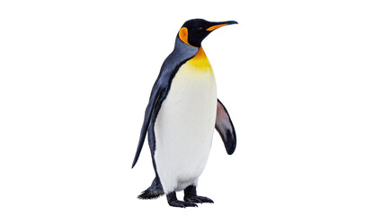 Fototapeta premium Isolated King penguin standing proudly, magnificent Antarctic bird with striking colors