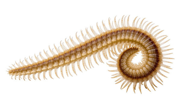 Isolated centipede arthropod with segmented body and numerous legs in a spiral shape