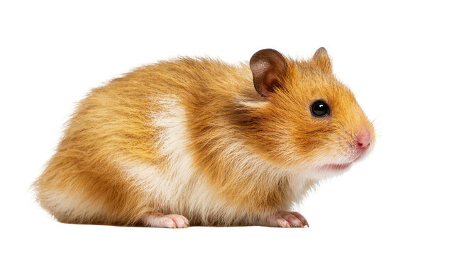 Isolated studio shot of a cute golden Syrian hamster looking forward, adorable domestic pet