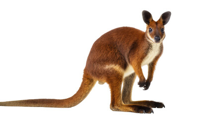 Isolated red-necked wallaby, an adorable Australian marsupial, standing with a curious look © Elena