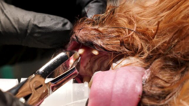 Extraction of an incisor during a dental cleaning on a Yorkshire dog