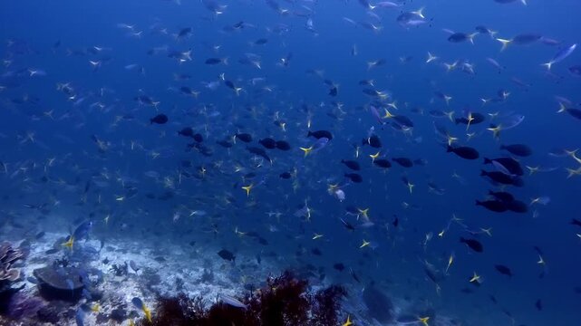 Large number of different small fish swimming in mesmerising formations