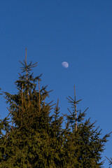 Zieleniec , w drodze na górę Orlica © rob