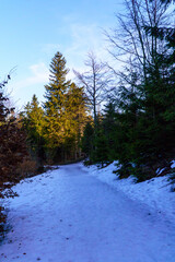 Zieleniec , w drodze na górę Orlica © rob