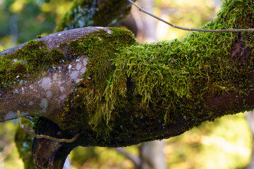 Zieleniec , w drodze na górę Orlica © rob