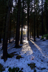 Zieleniec , w drodze na górę Orlica © rob