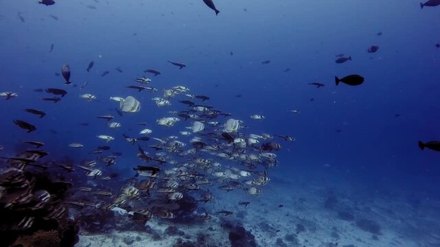 A school of batfish (spade fish) with strange sideways swimming behaviour above a reef
