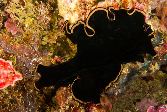 Pseudobiceros splendidus, splendid flatworm, black planarian, with an orange-yellow wavy border, Panglao island, phillipines