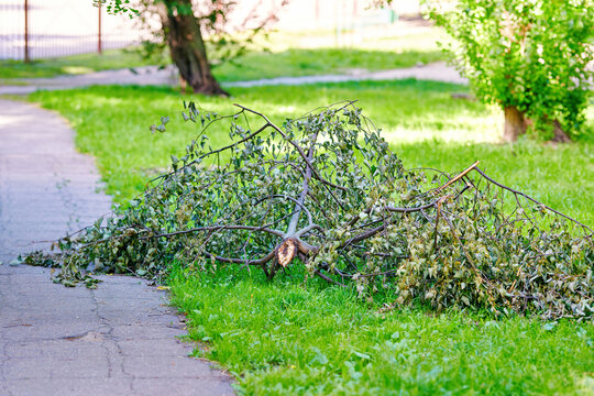 Large fallen tree branch lying on grassy lawn near paved walking path in residential courtyard. Broken tree limb after storm, natural hazard. Strong wind hazard for pedestrians