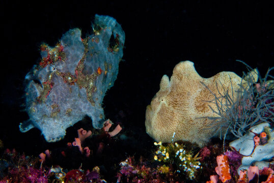 Two Frogfishes, Antennarius sp., Panglao island, Phillipines