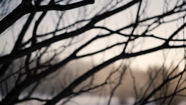 bare tree branches on a gloomy day.