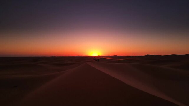 Addax Silhouette Against Sahara Sunset