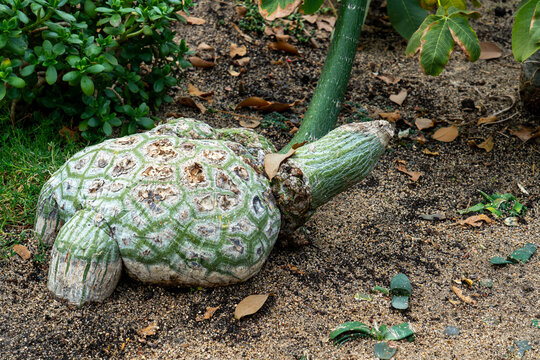 The turtle shell-like pattern base of the Pseudobombax ellipticum. Pseudobombax ellipticum is a species of plant in the subfamily Bombacoideae of the family Malvacea. 