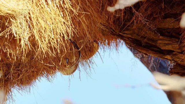Cape Cobra in Sociable Weavers Nest