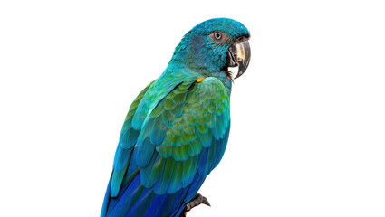 Naklejka premium Isolated magnificent vibrant blue and green tropical macaw with elegant colorful plumage