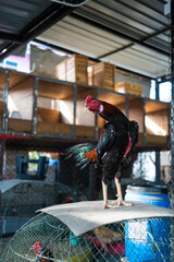 Cock stands on a bamboo cage, a native chicken in Thailand. © Dontree