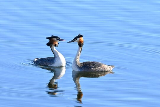 A family pair of great grebes, Podiceps cristatus, swimming peacefully in a lake in spring