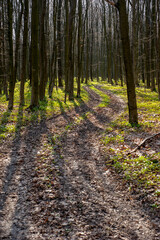 Fototapeta premium European deciduous forest in spring, the path leads among the greenery