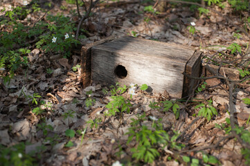 Fototapeta premium a birdhouse for birds lying on the ground among fallen leaves and spring flowers.