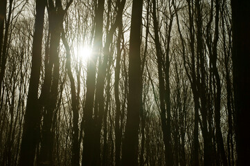 spring forest, silhouettes of tree trunks through the sun's rays of backlight