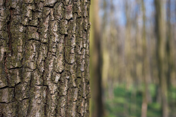 Obraz premium close-up of tree bark texture, beautiful bokeh of blurred spring forest