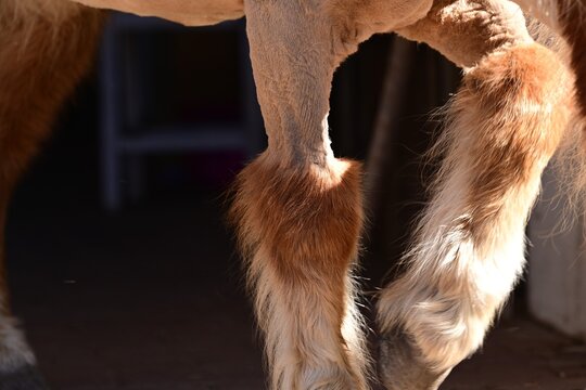 Vorderbeine eines Shetlandponys die vom Karpalgelenk aufw&auml;rts  bis &uuml;ber Brust und Schultern geschoren sind