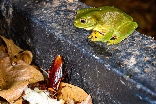 Australian green tree frog (Dryopsophus splendidus), watching for an australian  cockroach  (Periplaneta australasiae), Litchfield National Park, Australia