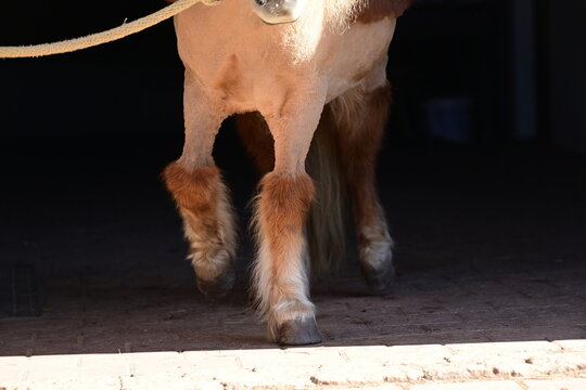 Vorderbeine eines Shetlandponys die vom Karpalgelenk aufw&auml;rts  bis &uuml;ber Brust und Schultern geschoren sind