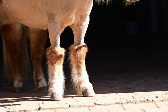 Vorderbeine eines Shetlandponys die vom Karpalgelenk aufw&auml;rts  bis &uuml;ber Brust und Schultern geschoren sind