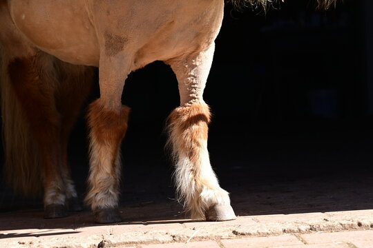 Vorderbeine eines Shetlandponys die vom Karpalgelenk aufw&auml;rts  bis &uuml;ber Brust und Schultern geschoren sind