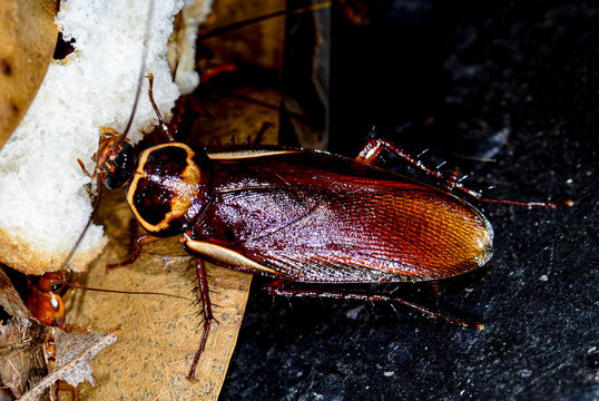 Autralian roach (Periplaneta australasiae), Litchfield National Park, Australia