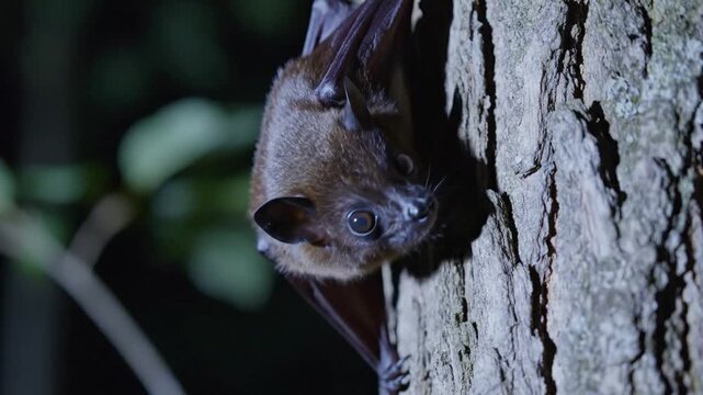 Brown Bat Clinging Upside-Down to Rough Tree Bark