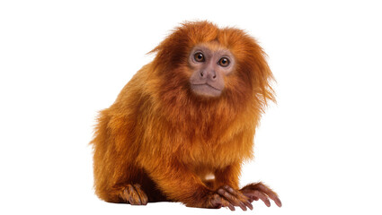 Isolated Golden Lion Tamarin, a beautiful exotic furry primate with stunning golden orange fur © Antonio