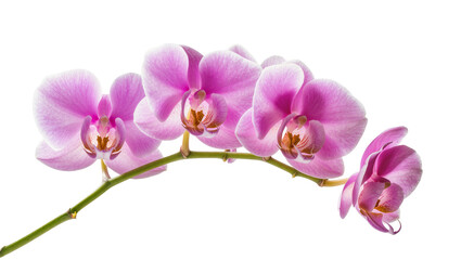 Isolated elegant vibrant pink orchid flowers blooming on a delicate green branch © Nuria