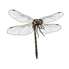 Detailed illustration of a dragonfly with transparent wings and segmented body 1.
