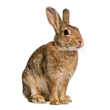 Adorable Brown Wild Rabbit Sitting and Looking Sideways