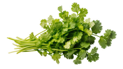 Isolated fresh green vibrant cilantro bunch, fragrant herb for cooking, healthy food ingredient