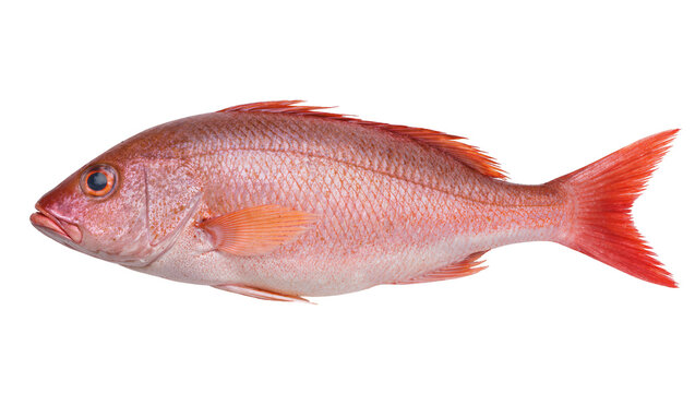Isolated fresh whole red snapper fish, a delicious seafood for healthy cooking