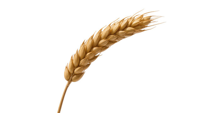Isolated single golden ripe wheat ear, a staple grain symbolizing harvest and prosperity