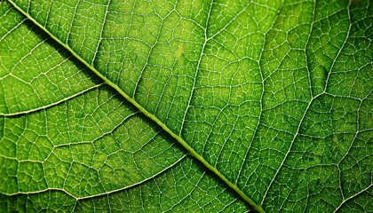 Obraz premium green leaf macro